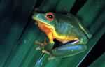 Australian wildlife photographs - green tree frog