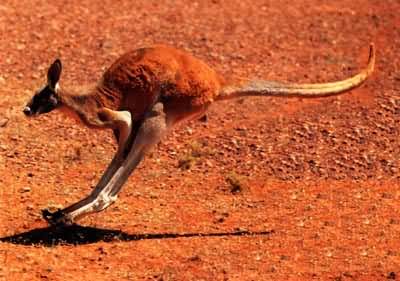 Australian photographs - red kangaroo