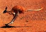 Australian wildlife photographs - red kangaroo