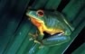 Australian photographs - green tree frog