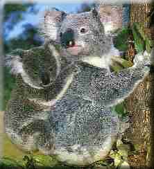 Australian fauna and flora - koalas