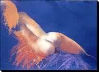 Australian nude paintings - Nikki